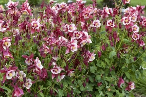 Aquilegia 'Earlybird Red White' New 2023